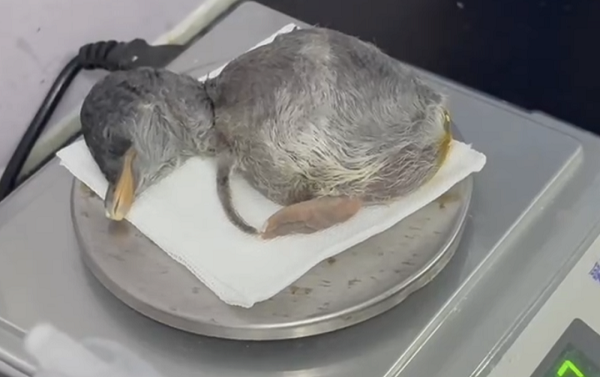 First penguin chick of 2024 hatched in Hangzhou