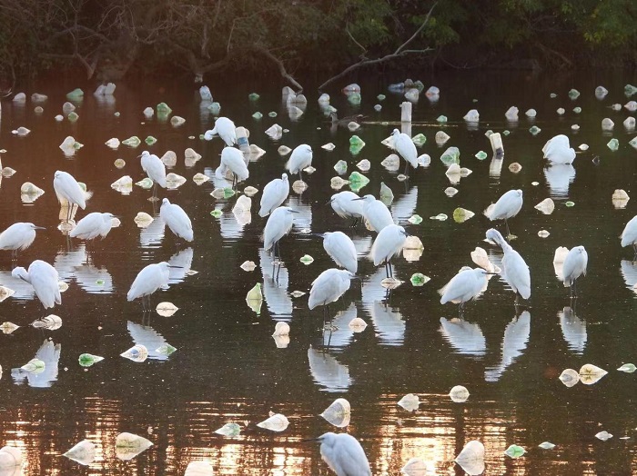 Protecting a bird haven: One woman's 26-year journey in Xiaoshan