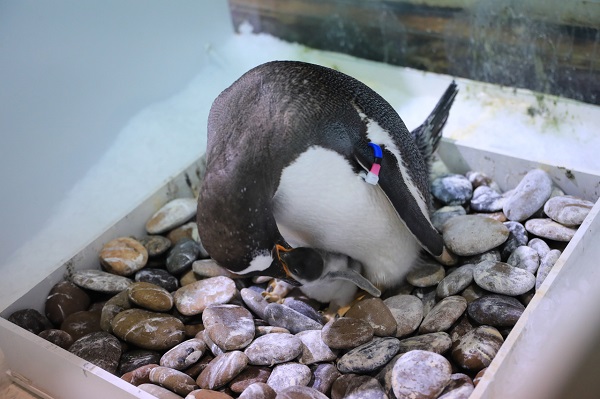 Penguin babies hatch in Hangzhou