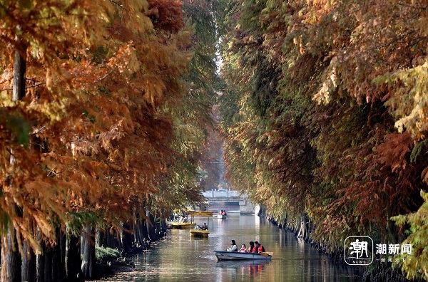 Water cypresses paint a stunning scene in Hangzhou