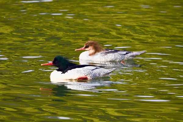 Endangered Chinese mergansers spotted wintering in Hangzhou for 10 consecutive years