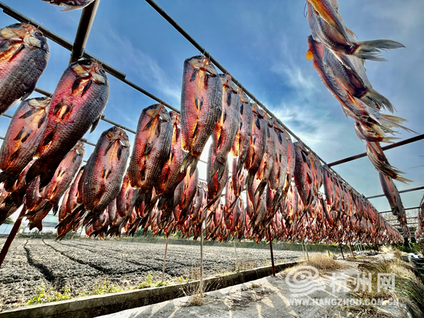 Sun-dried fish adds festive flavor to Hangzhou's water villages