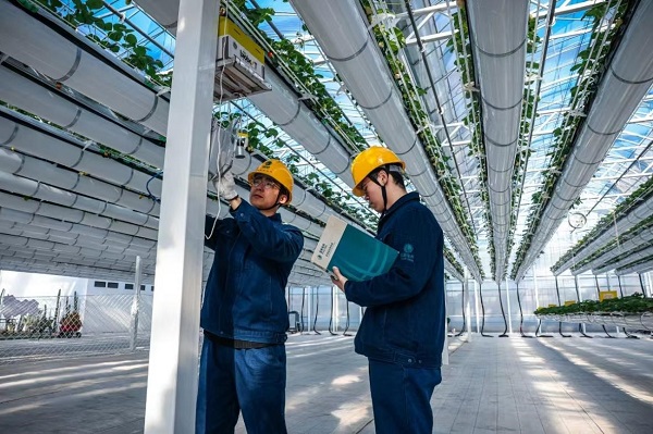 State Grid Hangzhou Power Supply Company: Smart greenhouses power 'floating strawberries' for a bright future