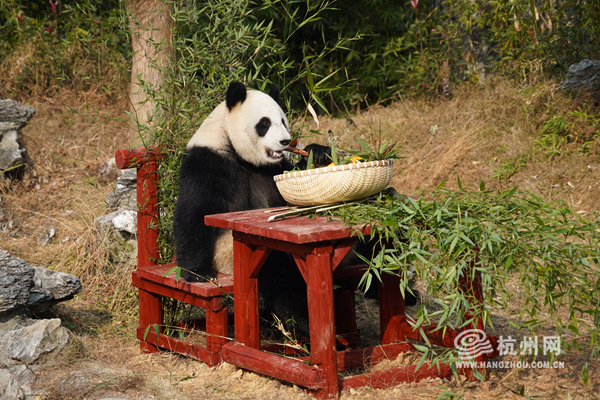 动物1.jpg