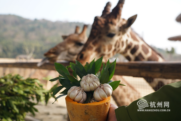 Animals in Hangzhou enjoy special Laba Festival feasts