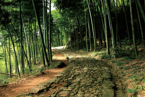 Jingshan Forest Trail offers breathtaking escape into nature