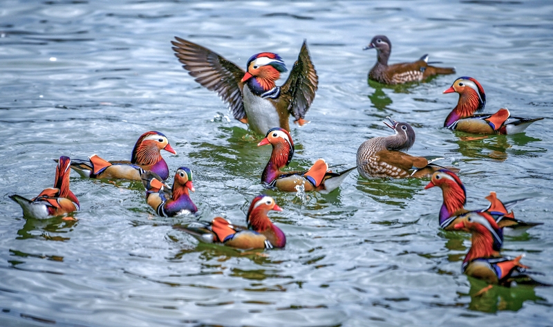 Mandarin ducks provide splash of color in Hangzhou