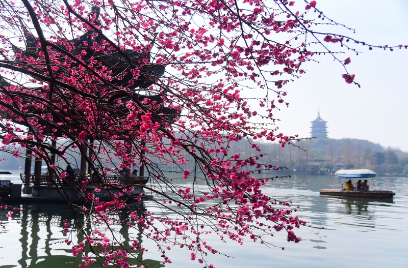 Tourists enchanted by spring scenery of West Lake