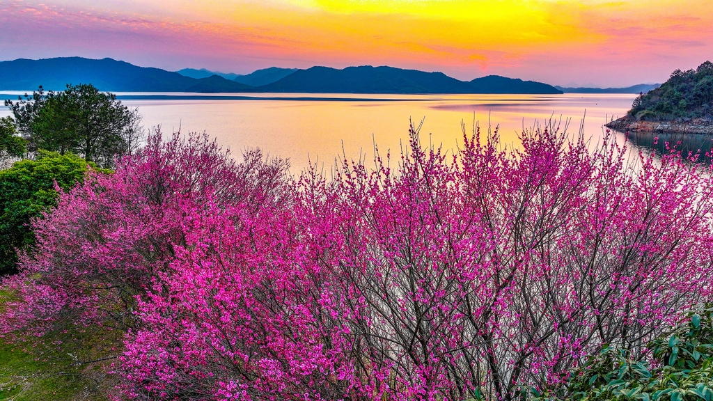 Revival of spring: Qiandao Lake blossoms in Hangzhou
