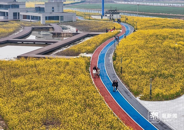 油菜花1.jpg