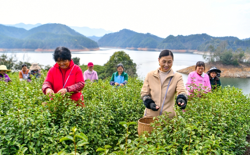 采茶1.jpg