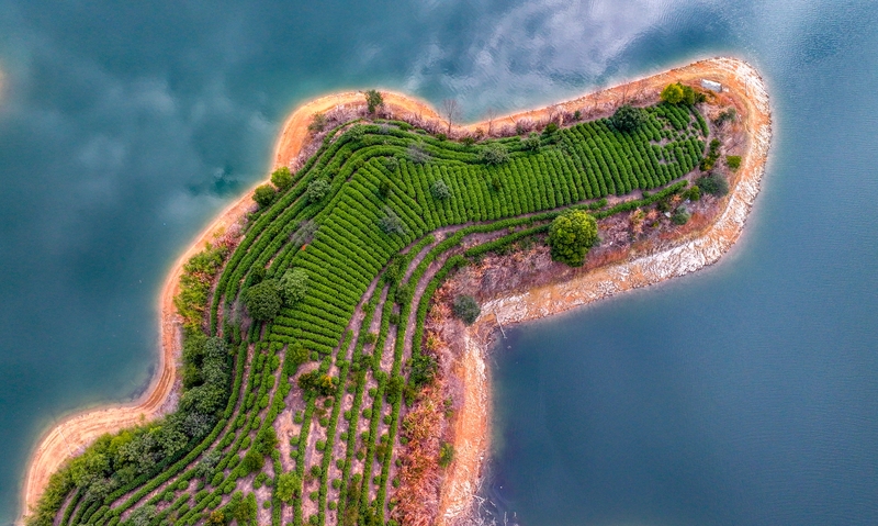 Tea harvest season starts in Qiandao Lake's island plantations