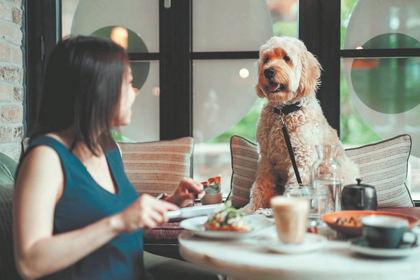 Creating a shared community perfect for pets and people