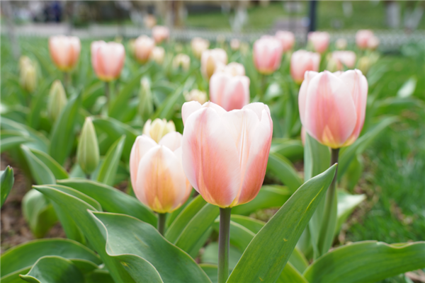 Hangzhou opens much-anticipated annual tulip festival