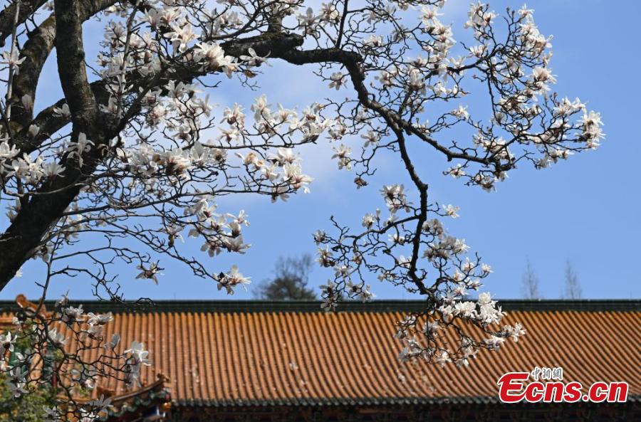 Blooming Magnolia flowers bring spring to ancient temple