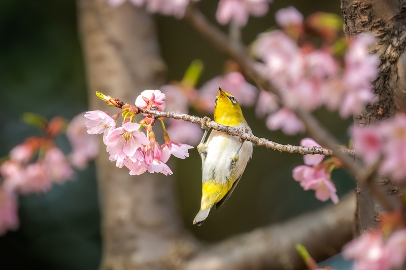 Birds, blossoms awaken spring in Hangzhou
