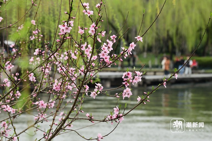 Peach blossoms and willow greens: Spring arrives at West Lake