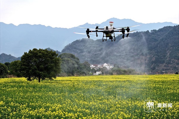 Aerial crop protection boosts rapeseed growth in Hangzhou