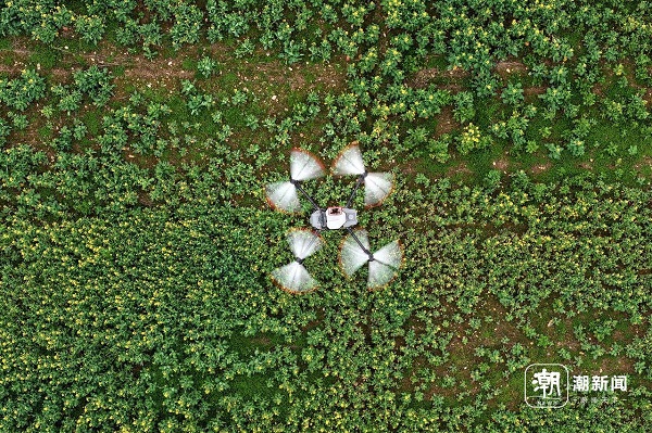 油菜花2.jpg