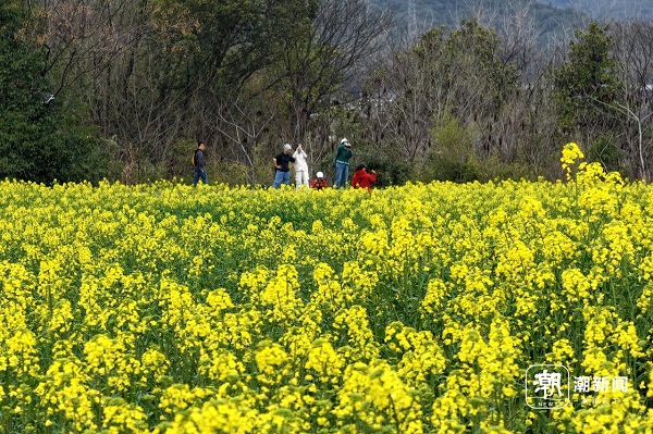油菜花3.jpg