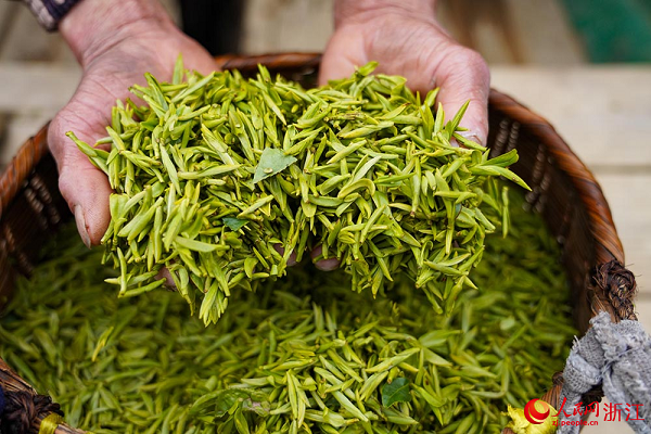 In pics: Tea harvesting begins in Qiandao Lake region, E China's Zhejiang