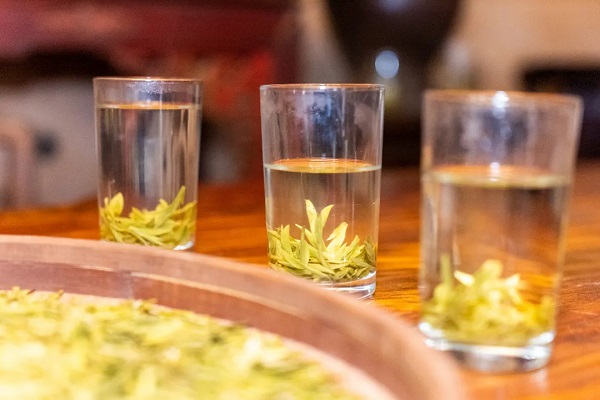 Harvest season of spring tea starts in Zhongtai, China's Zhejiang