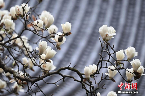Magnolia tree in full bloom in Hangzhou’s Faxi Temple