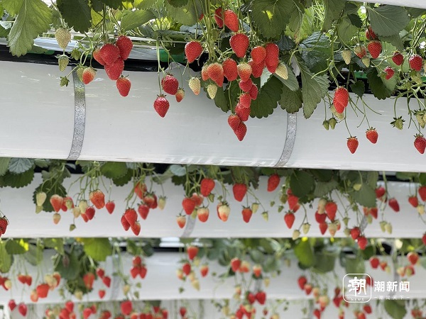 Floating strawberry farm in Hangzhou becomes a spring sensation