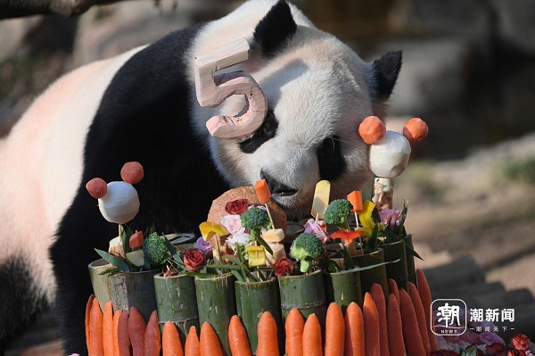 Giant panda Chunsheng celebrates 5th birthday at Hangzhou Zoo