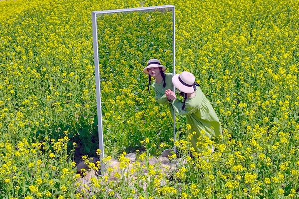 A deam of cole flowers in Lin'an
