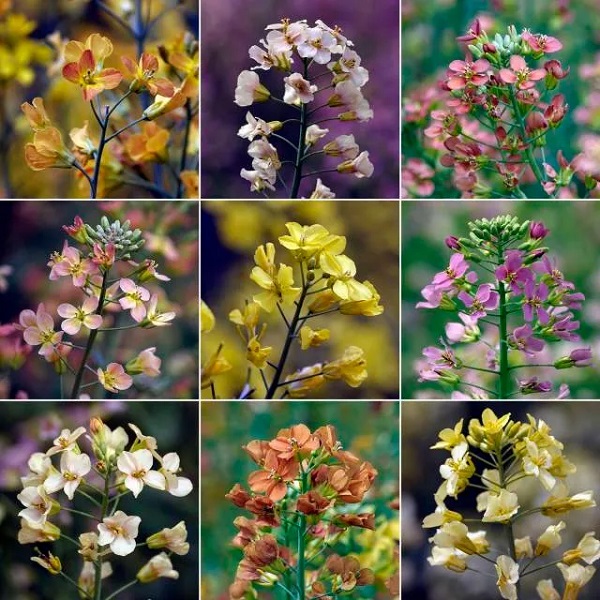 油菜花1.jpg