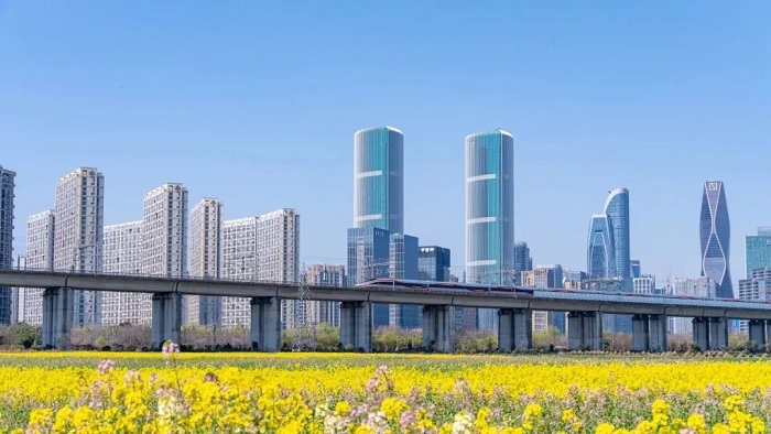 A blooming CBD: Xiaoshan's colorful rapeseed fields