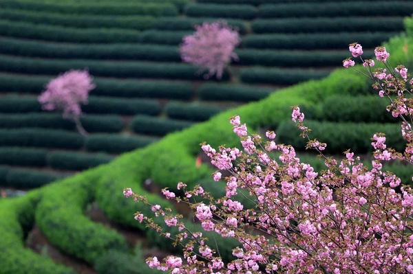 Cherry blossoms attract tourists in Hangzhou