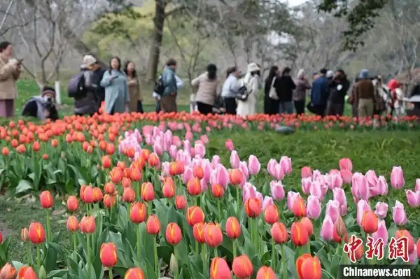 Tourists enjoy spring blossoms in Hangzhou