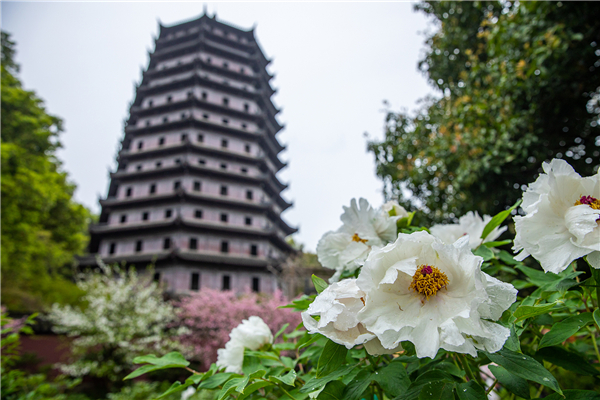 Hangzhou meets Heze in fine peonies