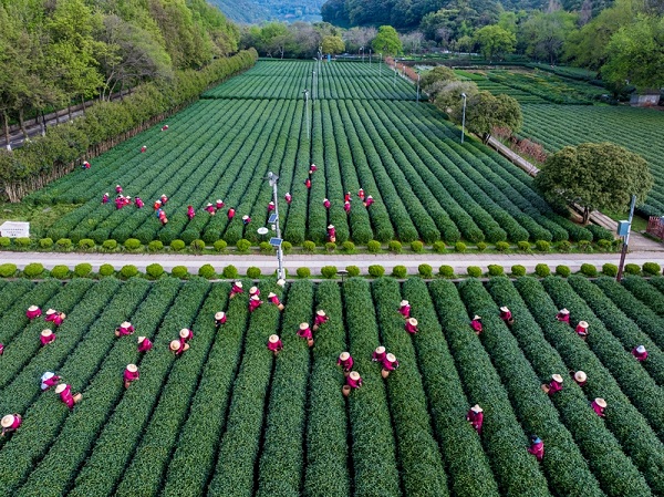 Seize the golden picking opportunity of West Lake Longjing tea