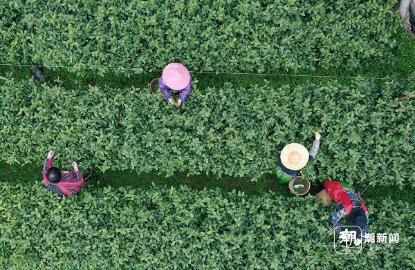 West Lake Longjing tea picking season begins
