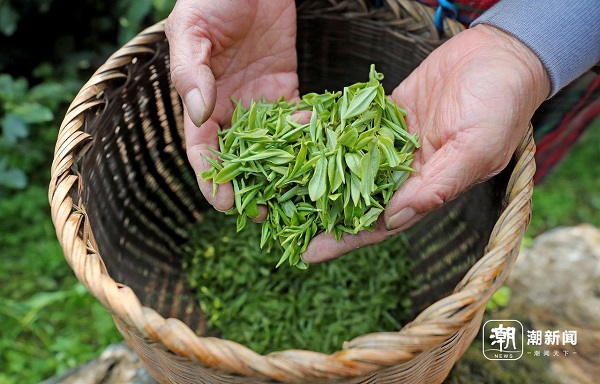龙井茶2.jpg