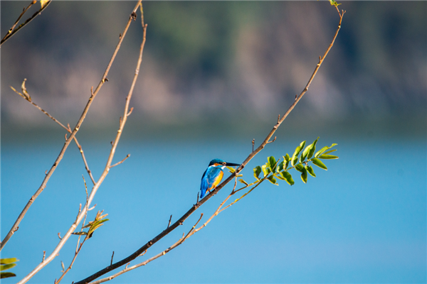 Tonglu's Tianxi Lake becomes a winter haven for birds