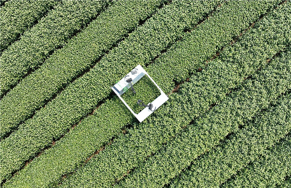 AI meets tradition: Hangzhou's upgraded tea picking robot