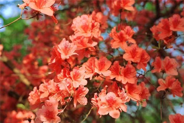 A fiery red sea of azaleas in Fuyang
