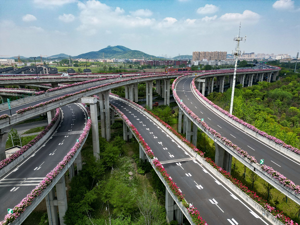 Hangzhou's elevated highways burst into bloom with 1.7 million roses