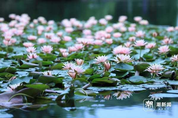 Hangzhou's 'Monet water lilies' in full bloom