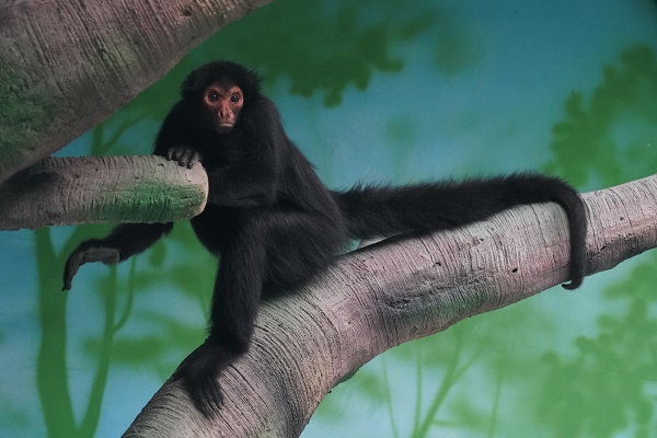 Hangzhou Safari Park unveils new South America zone