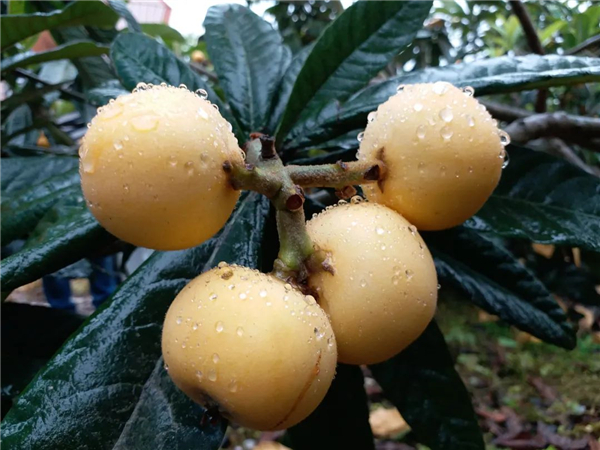 Loquats approach harvest season in Hangzhou