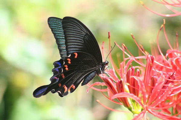 The butterfly chaser