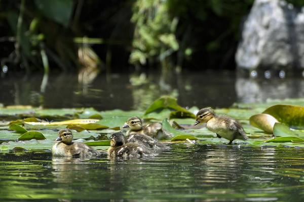 Record number of mandarin duck chicks hatched in West Lake