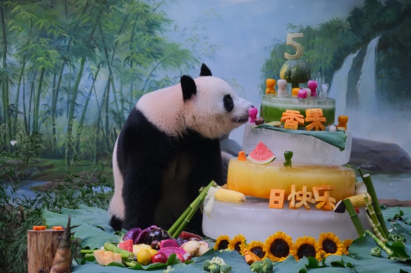 Giant panda Xiangguo celebrates 5th birthday in Hangzhou