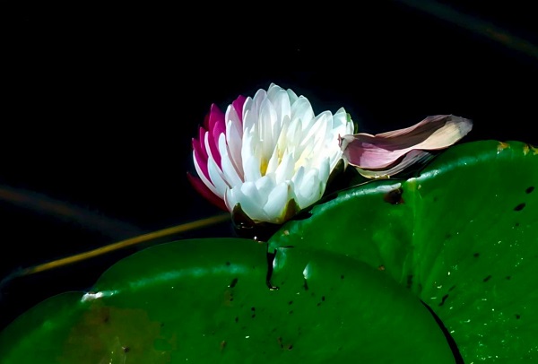 Bicolor water lilies enchant viewers at West Lake