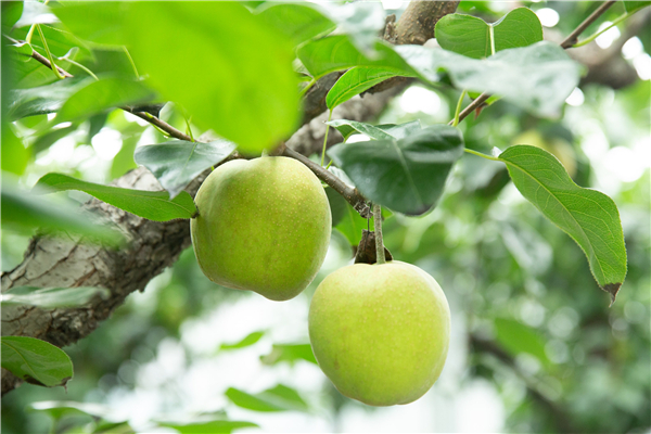 Take a bite of Hangzhou's first crips sweetness of summer